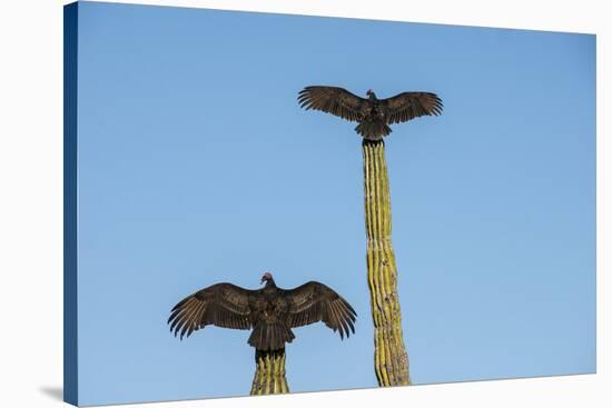 Turkey vultures on Cardon cacti, morning warm-up, San Ignacio, Baja California, Mexico, North Ameri-Tony Waltham-Stretched Canvas