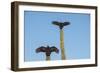 Turkey vultures on Cardon cacti, morning warm-up, San Ignacio, Baja California, Mexico, North Ameri-Tony Waltham-Framed Photographic Print