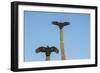 Turkey vultures on Cardon cacti, morning warm-up, San Ignacio, Baja California, Mexico, North Ameri-Tony Waltham-Framed Photographic Print