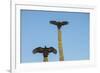 Turkey vultures on Cardon cacti, morning warm-up, San Ignacio, Baja California, Mexico, North Ameri-Tony Waltham-Framed Photographic Print