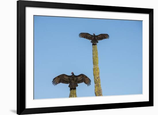 Turkey vultures on Cardon cacti, morning warm-up, San Ignacio, Baja California, Mexico, North Ameri-Tony Waltham-Framed Photographic Print