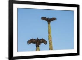 Turkey vultures on Cardon cacti, morning warm-up, San Ignacio, Baja California, Mexico, North Ameri-Tony Waltham-Framed Photographic Print