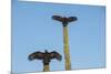 Turkey vultures on Cardon cacti, morning warm-up, San Ignacio, Baja California, Mexico, North Ameri-Tony Waltham-Mounted Photographic Print