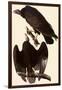 Turkey Vultures-John James Audubon-Framed Giclee Print