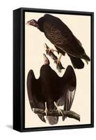 Turkey Vultures-John James Audubon-Framed Stretched Canvas