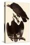 Turkey Vultures-John James Audubon-Stretched Canvas