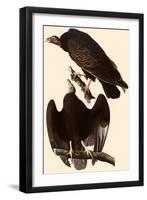 Turkey Vultures-John James Audubon-Framed Giclee Print