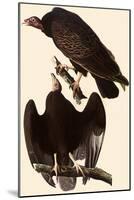 Turkey Vultures-John James Audubon-Mounted Giclee Print