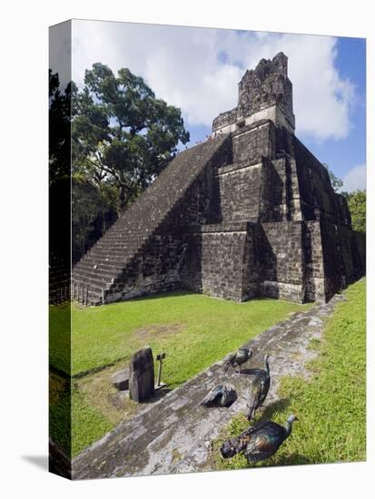 Turkeys at a Pyramid in the Mayan Ruins of Tikal, UNESCO World Heritage Site, Guatemala-Christian Kober-Stretched Canvas