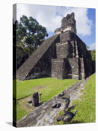 Turkeys at a Pyramid in the Mayan Ruins of Tikal, UNESCO World Heritage Site, Guatemala-Christian Kober-Stretched Canvas