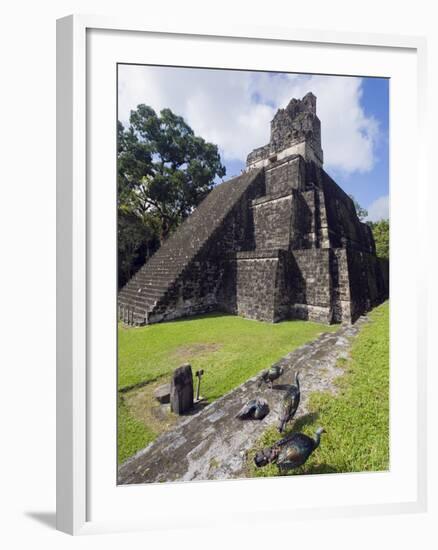 Turkeys at a Pyramid in the Mayan Ruins of Tikal, UNESCO World Heritage Site, Guatemala-Christian Kober-Framed Photographic Print