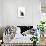 Turkish Angora Cat-Fabio Petroni-Photographic Print displayed on a wall