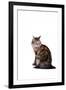 Turkish Angora Cat-Fabio Petroni-Framed Photographic Print