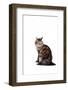 Turkish Angora Cat-Fabio Petroni-Framed Photographic Print