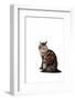 Turkish Angora Cat-Fabio Petroni-Framed Photographic Print