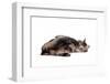 Turkish Angora Cat-Fabio Petroni-Framed Photographic Print