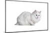 Turkish Angora Cat-Fabio Petroni-Mounted Photographic Print