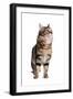 Turkish Angora Cat-Fabio Petroni-Framed Photographic Print