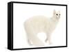 Turkish Angora in Studio-null-Framed Stretched Canvas