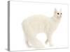 Turkish Angora in Studio-null-Stretched Canvas