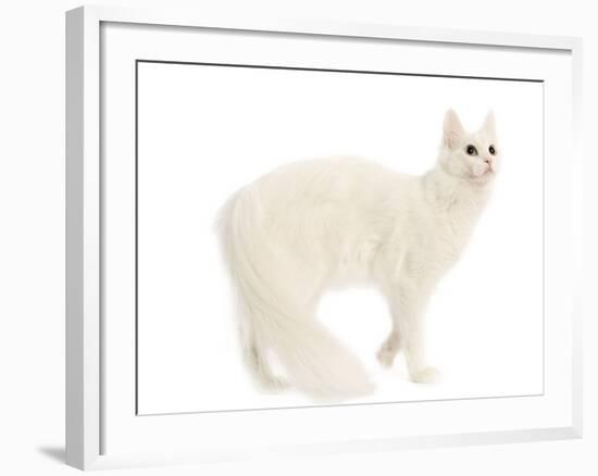 Turkish Angora in Studio-null-Framed Photographic Print