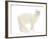 Turkish Angora in Studio-null-Framed Photographic Print