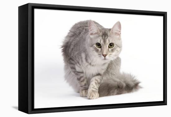 Turkish Blue Silver Mackerel Tabby-null-Framed Stretched Canvas