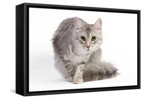 Turkish Blue Silver Mackerel Tabby-null-Framed Stretched Canvas