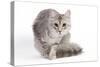 Turkish Blue Silver Mackerel Tabby-null-Stretched Canvas