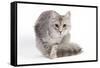 Turkish Blue Silver Mackerel Tabby-null-Framed Stretched Canvas