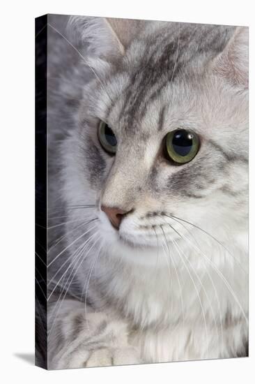 Turkish Blue Silver Mackerel Tabby-null-Stretched Canvas