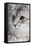 Turkish Blue Silver Mackerel Tabby-null-Framed Stretched Canvas