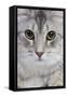 Turkish Blue Silver Mackerel Tabby-null-Framed Stretched Canvas