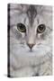 Turkish Blue Silver Mackerel Tabby-null-Stretched Canvas