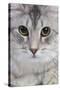 Turkish Blue Silver Mackerel Tabby-null-Stretched Canvas