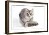 Turkish Blue Silver Mackerel Tabby-null-Framed Photographic Print