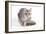 Turkish Blue Silver Mackerel Tabby-null-Framed Photographic Print