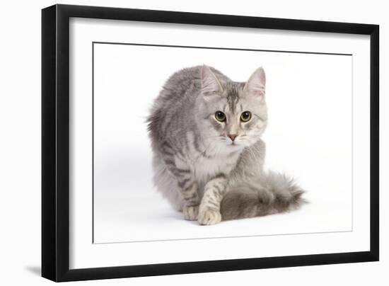 Turkish Blue Silver Mackerel Tabby-null-Framed Photographic Print