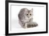 Turkish Blue Silver Mackerel Tabby-null-Framed Photographic Print