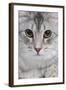 Turkish Blue Silver Mackerel Tabby-null-Framed Photographic Print