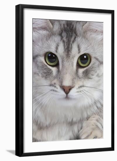 Turkish Blue Silver Mackerel Tabby-null-Framed Photographic Print