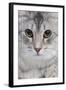 Turkish Blue Silver Mackerel Tabby-null-Framed Photographic Print