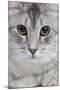 Turkish Blue Silver Mackerel Tabby-null-Mounted Photographic Print