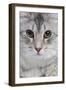 Turkish Blue Silver Mackerel Tabby-null-Framed Photographic Print