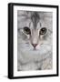 Turkish Blue Silver Mackerel Tabby-null-Framed Photographic Print