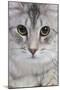 Turkish Blue Silver Mackerel Tabby-null-Mounted Photographic Print