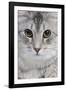 Turkish Blue Silver Mackerel Tabby-null-Framed Photographic Print