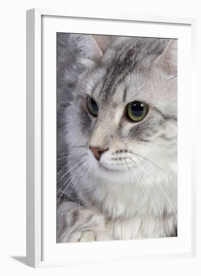 Turkish Blue Silver Mackerel Tabby-null-Framed Photographic Print