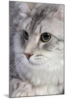 Turkish Blue Silver Mackerel Tabby-null-Mounted Photographic Print