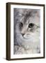 Turkish Blue Silver Mackerel Tabby-null-Framed Photographic Print